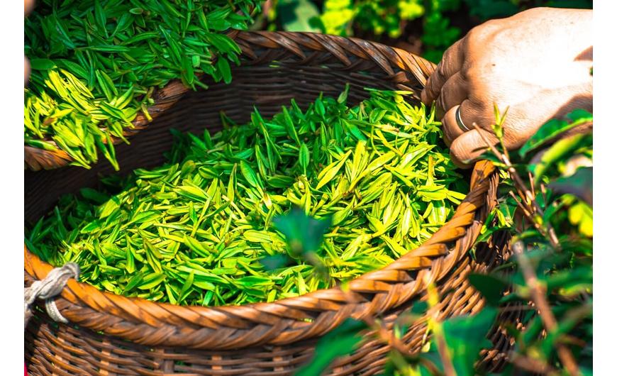 A zöld tea hatása: 5 ok, hogy miért igyál zöld teát